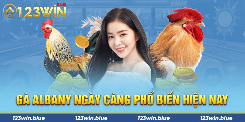 Gà albany ngày càng phổ biến hiện nay