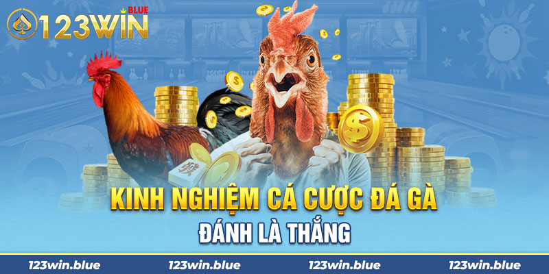 Kinh nghiệm cá cược đá gà đánh là thắng